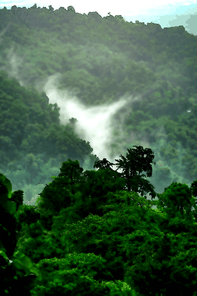 Dans la forêt tropicale