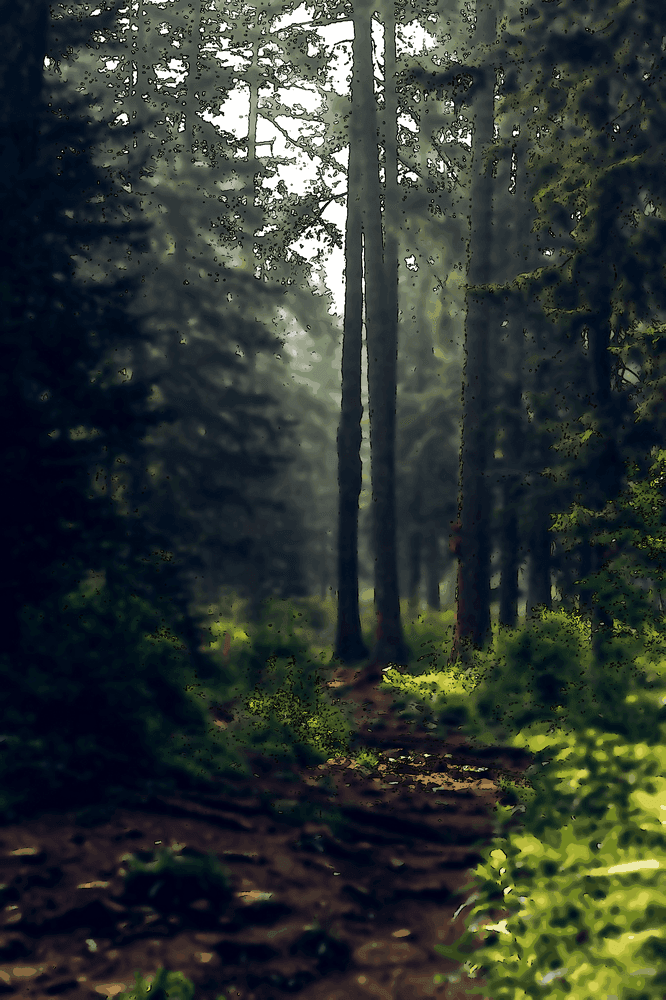 Une promenade dans la forêt