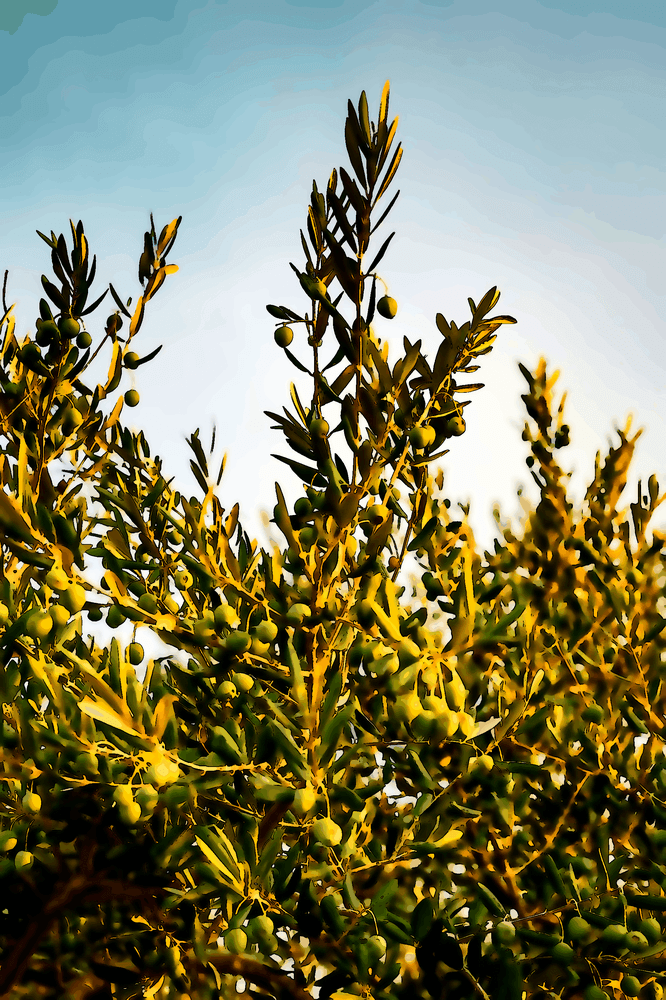 Les étoiles au-dessus de l'oliveraie