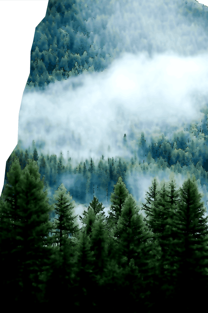 Le calme des vieux pins