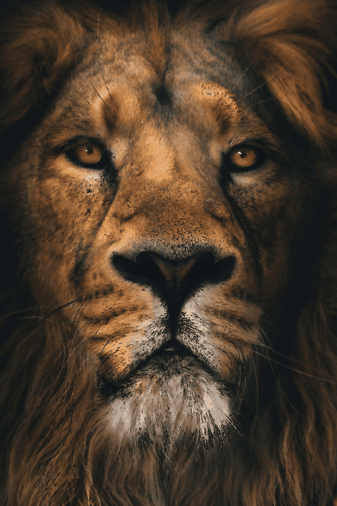 Le regard du lion