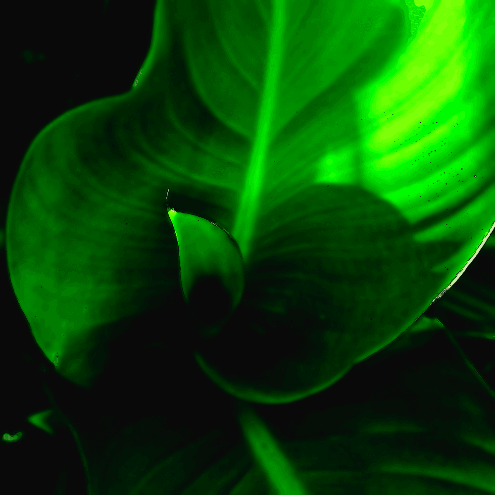 Illustration de l'article : 2/ Nature – Phusis – φύσις